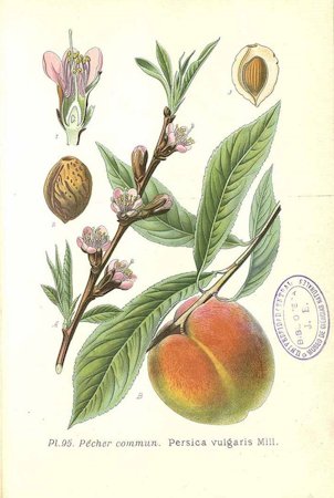 Prunus persica (L.) Batsch [as Persica vulgaris Miller]