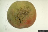 Bacterial spot of stone fruits