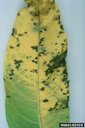 Bacterial Spot on Leaf