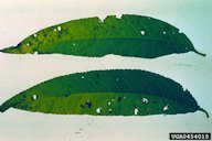 Bacterial spot on leaves