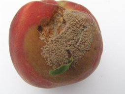 Brown Rot on Peach
