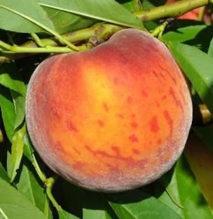 'Flordaprince' peach