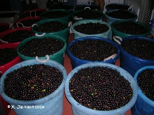 Grapes ready for processing
