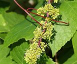 Fox Grape Vitis labrusca, Cumberland, RI 02864, USA
