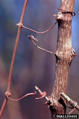 Muscadine (Vitis rotundifolia) Michx. Tendrils.