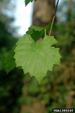 Muscadine (Vitis rotundifolia) Michx foliage