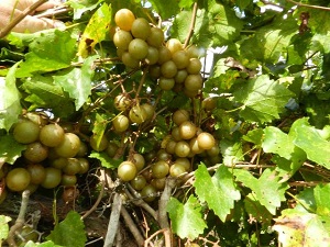 Granny Val is a large bronze grape recommended for fresh market