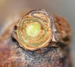 A cross section of a dormant bud. The three buds within the compound bud can be seen.