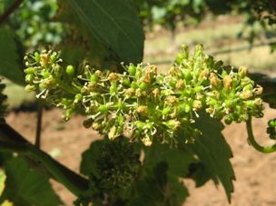 A grape inflorescence with nearly 100% cap fall