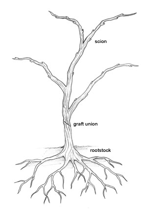 Grafted vine, showing rootstock, scion, and graft union