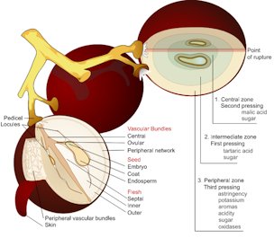 Structure of a ripe grape berry