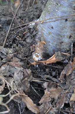 Mushroom root rot caused by Armillaria spp. in peaches shown with a cut in the bark near the soil line. Notice white hyphae just under the bark before cutting into the wood.