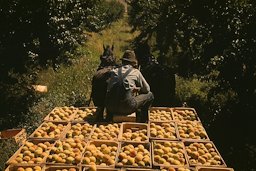 Hauling crates of peaches from the orchard