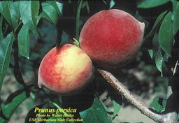 Prunus persica fruit