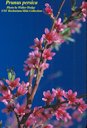 Prunus persica flower habit