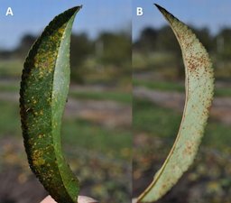 Peach leaf rust on the top (A) and bottom (B) of a peach leaf. Severe infections result in groups of brown spores on the underside of the leaf and can cause tree defoliation.