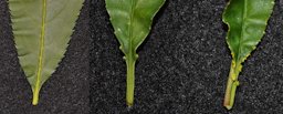 Eglandular (a), globose (b) and reniform (c) leaf glands on peach leaves.