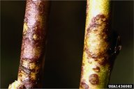 Cladosporium carpophilum lesions formed on peach twig