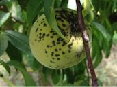 Peach scab lesions on young fruit, showing sunken, dark green, imperfect circles where spores are located