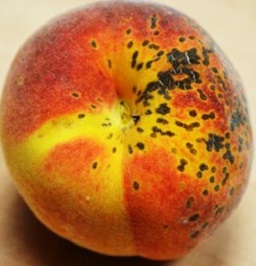 Peach scab on ‘UFSun’ fruit, showing lesions around where the pedicel was located.