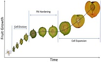 Fruit growth stages