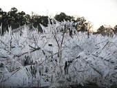 Frost covered peach tree