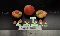 Peach fruit anatomy