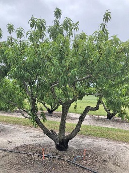 Peach tree trained to an open center.