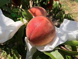 Peach cultivar UFSun after 43 days in a protective bag