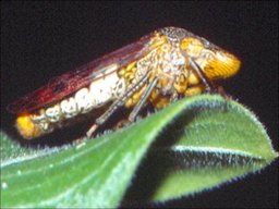 Homalodisca vitripennis, the glassy-winged sharpshooter, a major vector of Xylella fastidiosa.