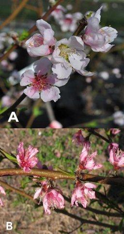 Showy (a) and non-showy (b) peach flowers.