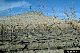 Trellised grapevines in winter, Colorado
