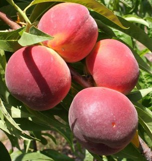'UFBest' peach
