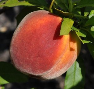 'UFOne' peach