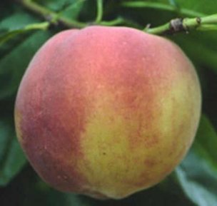 'UFgold' peach