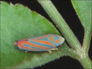 A leafhopper, Graphocephala sp., that vectors Xylella fastidiosa.