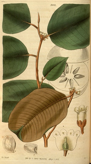 Chrysophyllum cainito L.