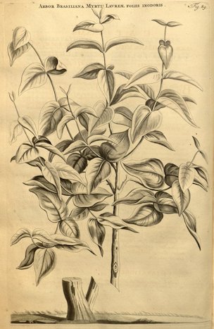Eugenia uniflora L.