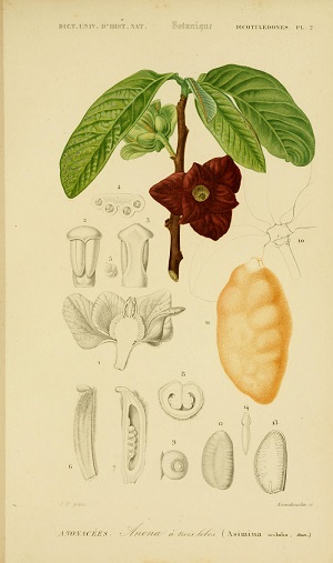 Asimina triloba (L.) Dunal
