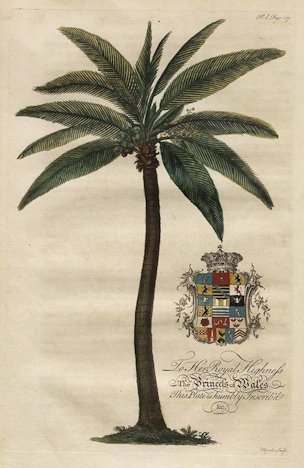 Cocos nucifera L. [as Coco Nut-Tree, Palma nucifera]