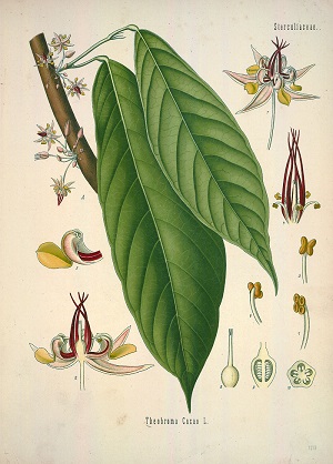 Theobroma cacao L.
