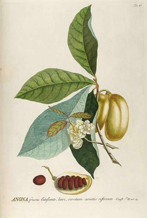 Asimina triloba (L.) Dunal [as Annona triloba L.]