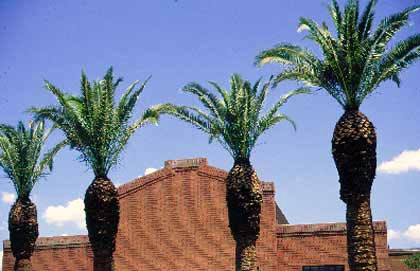 Over-Pruning Date Palms