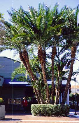 Over Pruning Date Palms