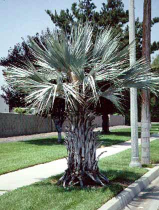 Recently Pruned Palm