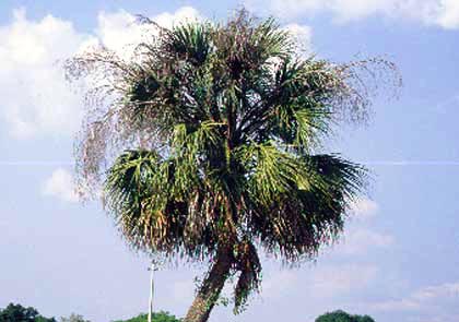 Palm Pruning