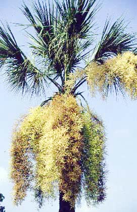 Stress Symptoms on Over-Pruned Palms