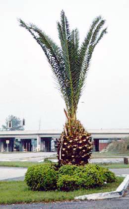 Severe Over Pruning on Date Palm