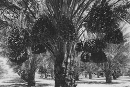 8-year old-'Deglet Noor' date palm in a private garden near Indio, California Photo'd by Avery Edwin Field, Oct. 1924