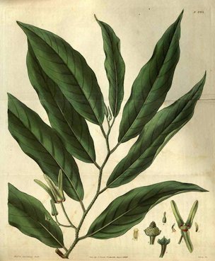 Annona reticulata